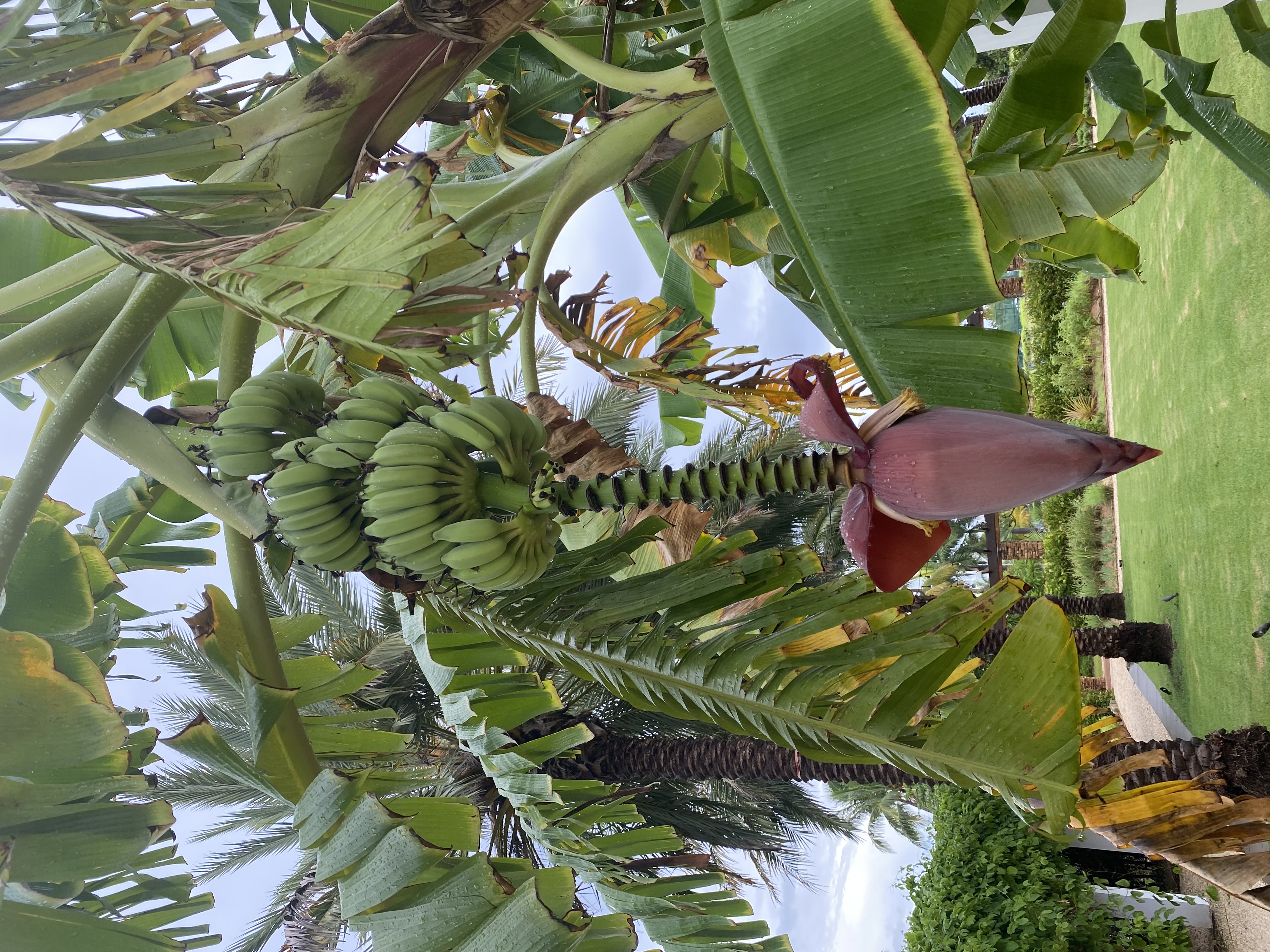 Banana Tree